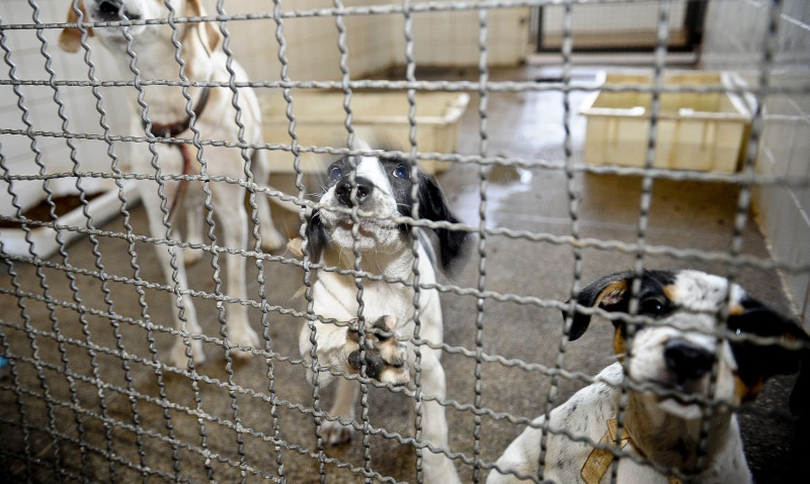 Animais destinados à adoção responsável serão beneficiados por ração arrecadada (Fabio Rodrigues Pozzebom - Agência Brasil 23mai2020) Animais destinados à adoção responsável serão beneficiados por ração arrecadada/Fabio Rodrigues Pozzebom - Agência Brasil 23mai2020