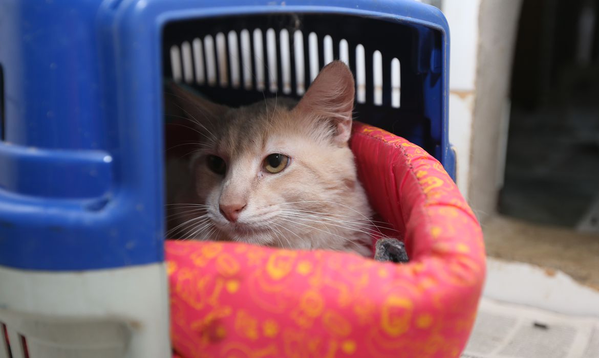 Para gatos e cães, a dica principal é oferecer conforto, colo e respeito/Valter Campanato - Agência Brasil 12jun2022 Para gatos e cães, a dica principal é oferecer conforto, colo e respeito/Valter Campanato - Agência Brasil 12jun2022