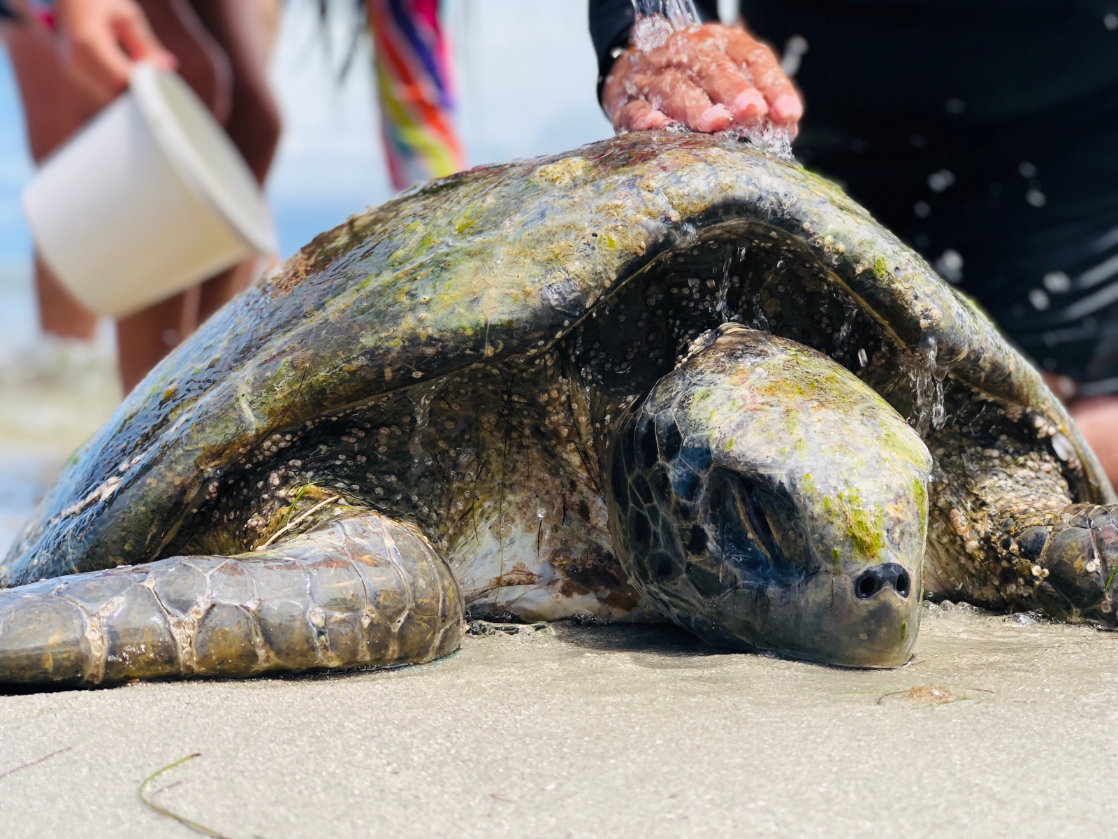 A Tartaruga-verde, tem cerca de um metro e meio de comprimento e aproximadamente 50 kg. Ela segue sob os cuidados do Cetas, em Guabiraba./Foto: Cortesia