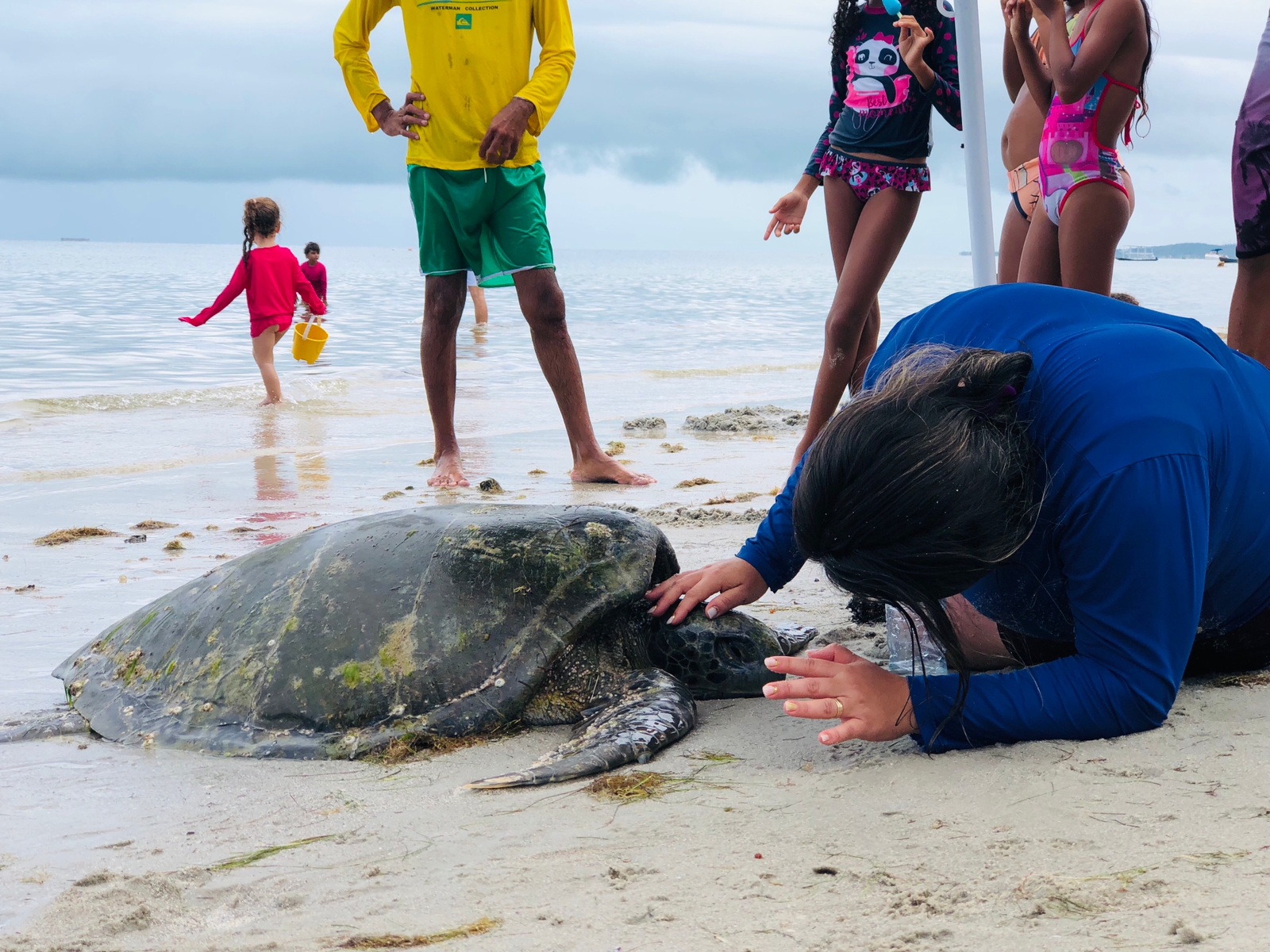 Tartaruga foi encontrada bastante debilitada/Foto: Salatiel Cícero