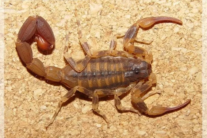 Espécies como o escorpião sul-africano de cauda grossa, que tem pinças pequenas, tem o veneno 10 vezes mais letal do que o escorpião dourado de Israel/Foto: Scorpiology/Reprodução Espécies como o escorpião sul-africano de cauda grossa, que tem pinças pequenas, tem o veneno 10 vezes mais letal do que o escorpião dourado de Israel/Foto: Scorpiology/Reprodução