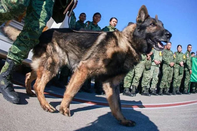 O animal chegou a ser resgatado com vida e atendido por veterinários locais após ser atingido por escombros na Turquia, mas infelizmente não resistiu aos ferimentos/Foto: HANDOUT / MEXICAN FOREIGN MINISTRY / AFP O animal chegou a ser resgatado com vida e atendido por veterinários locais após ser atingido por escombros na Turquia, mas infelizmente não resistiu aos ferimentos/Foto: HANDOUT / MEXICAN FOREIGN MINISTRY / AFP