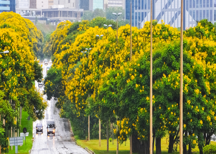 Vegetação proporciona benefícios diretos em áreas urbanas/DIVULGAÇÃO