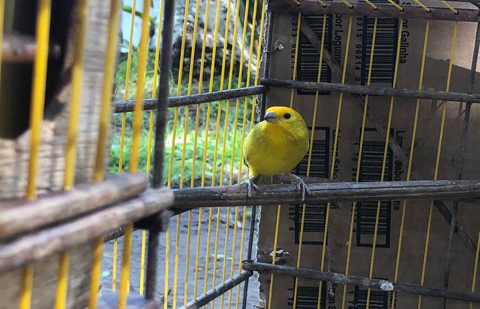 /Foto: Divulga&ccedil;&atilde;o.