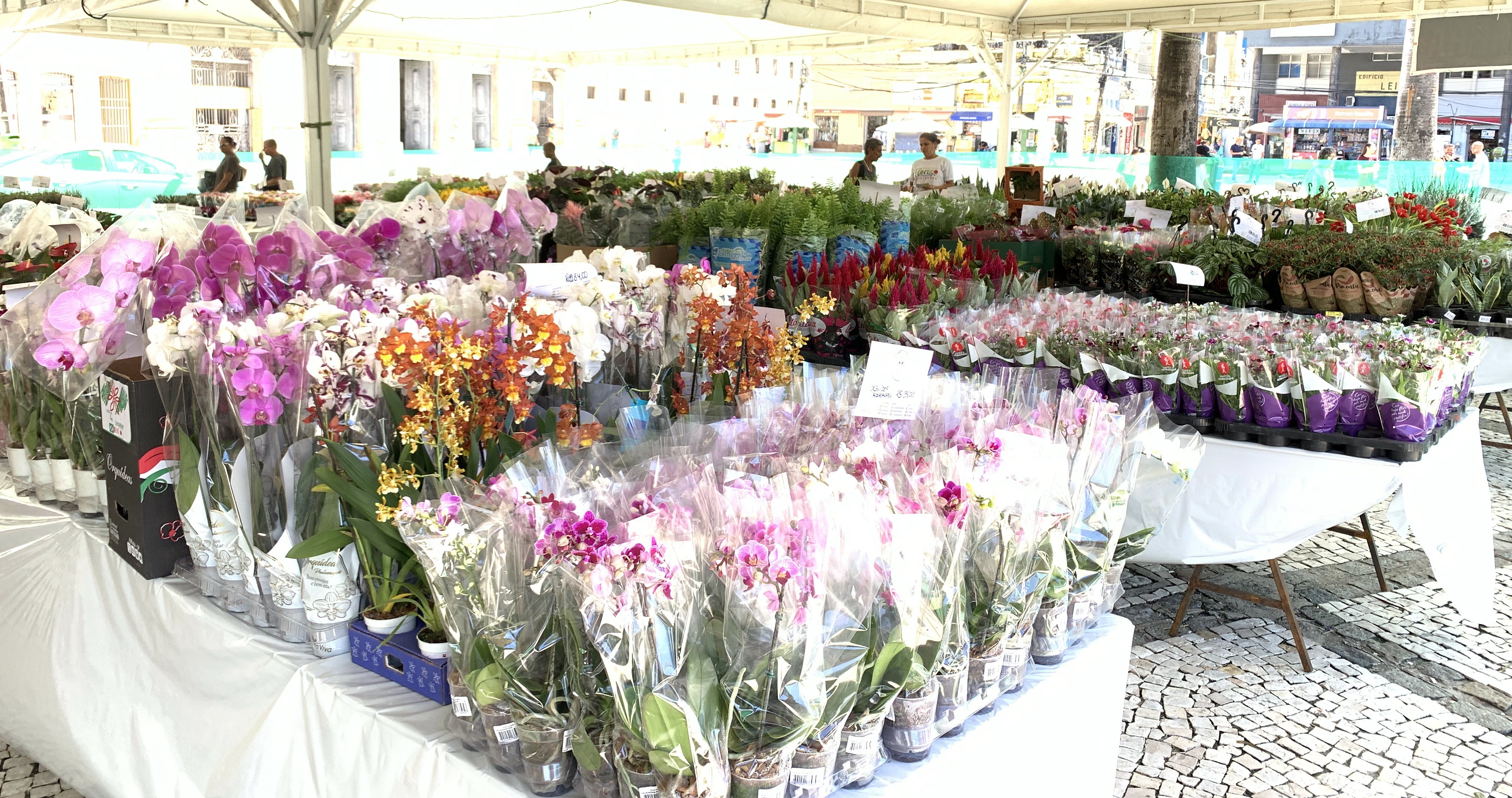 Mais de 150 esp&eacute;cies de flores e plantas ornamentais s&atilde;o oferecidas a pre&ccedil;os acess&iacute;veis no Centro da Capital/Daniel Trindade/AI Festival das Flores de Holambra