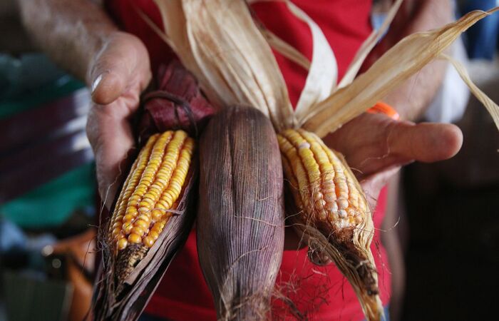 (Foto: Rovena Rosa/Agência Brasil) /Foto: Rovena Rosa/Agência Brasil