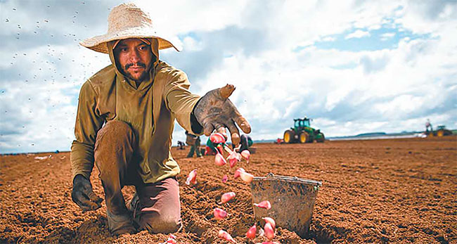 Os estados de Minas Gerais, Goiás e Santa Catarina são os maiores produtores de alho do país/WENDERSON ARAÚJO/ TRILUX/ CNA Os estados de Minas Gerais, Goiás e Santa Catarina são os maiores produtores de alho do país/WENDERSON ARAÚJO/ TRILUX/ CNA