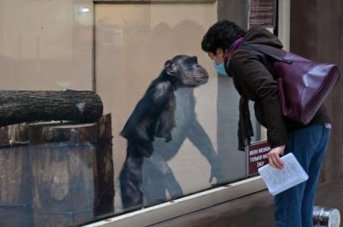 Os cientistas analisaram células-tronco de amostras de humanos e de chimpanzés para chegar à conclusão. - (Foto: SERGEI SUPINSKY) Os cientistas analisaram células-tronco de amostras de humanos e de chimpanzés para chegar à conclusão. -/Foto: SERGEI SUPINSKY
