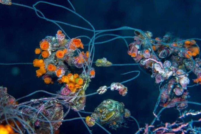 /Foto: Luiz Rocha/California Academy of Sciences/Divulgação
