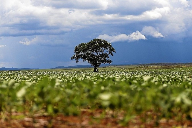 /Foto: Marina Barbosa/CB/D.A.Press