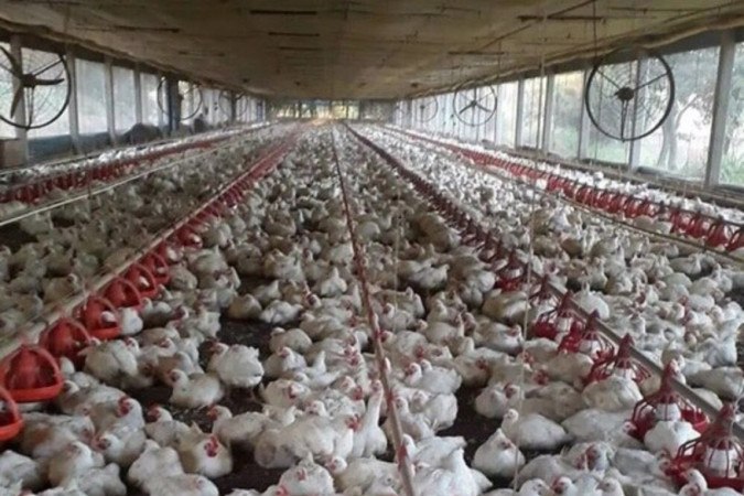 /Foto: Reprodução/Noticias Agricolas