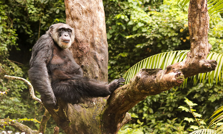 Sena já é considerado o chimpanzé mais velho do Brasil e, talvez, do mundo/Foto: Tarciso Augusto/GCom Semas-PE Sena já é considerado o chimpanzé mais velho do Brasil e, talvez, do mundo/Foto: Tarciso Augusto/GCom Semas-PE