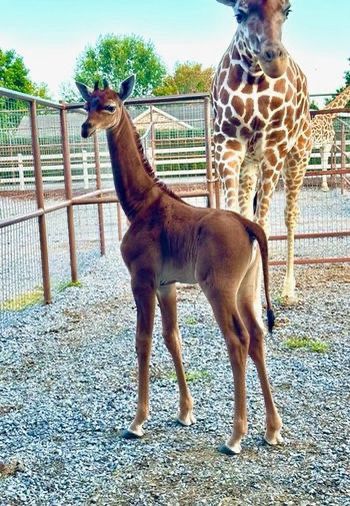Em suas redes sociais, o jardim zoológico também anunciou um concurso para dar nome à recém-nascida/Foto: Reprodução/Facebook/Brights Zoo