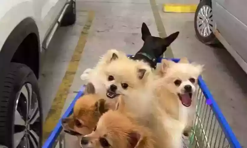 Intoxicação com petiscos contaminados ocorreu principalmente em cães de pequeno porte e matou mais de 50 animais de estimação em todo Brasil/foto: Redes Sociais/Reprodução Intoxicação com petiscos contaminados ocorreu principalmente em cães de pequeno porte e matou mais de 50 animais de estimação em todo Brasil/foto: Redes Sociais/Reprodução