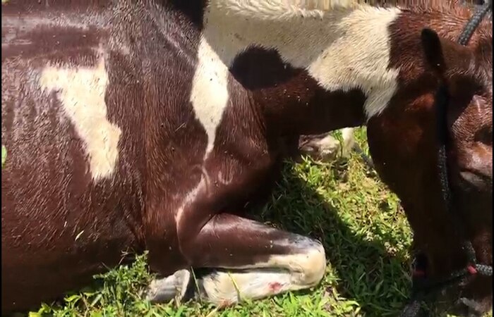 Os municípios do Agreste e da Zona da Mata de Pernambuco são os que mais sofrem com a praga, que pode levar ao emagrecimento e até a morte dos animais/Foto: João Tavares da Silva Os municípios do Agreste e da Zona da Mata de Pernambuco são os que mais sofrem com a praga, que pode levar ao emagrecimento e até a morte dos animais/Foto: João Tavares da Silva