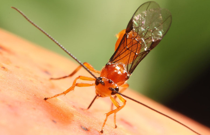 Parasitoide pode ser liberado em praticamente qualquer região do país/Foto: Paulo Lanzetta Parasitoide pode ser liberado em praticamente qualquer região do país/Foto: Paulo Lanzetta