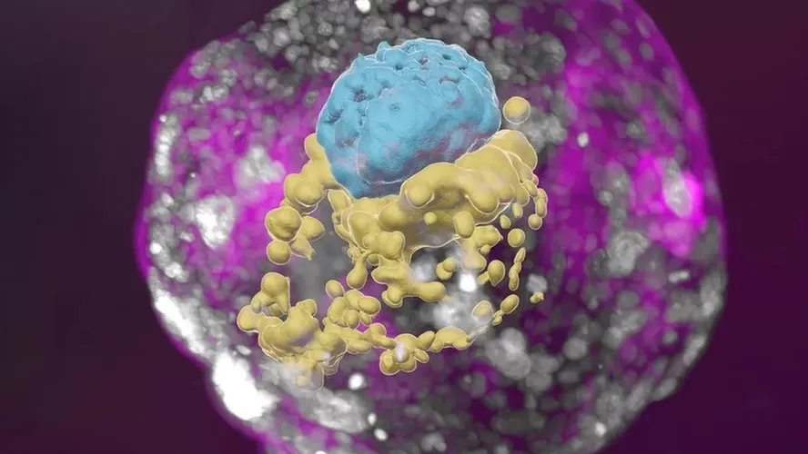 Segundo os cientistas, a criação até já liberou hormônios que deram positivo para uma gravidez em um teste de laboratório/Foto: Divulgação/Instituto Weizmann Segundo os cientistas, a criação até já liberou hormônios que deram positivo para uma gravidez em um teste de laboratório/Foto: Divulgação/Instituto Weizmann