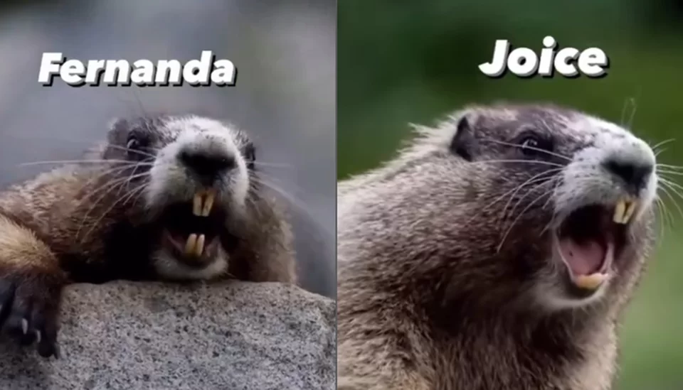 Meme da marmota faz sucesso nas redes sociais/foto: Reprodução/Redes sociais Meme da marmota faz sucesso nas redes sociais/foto: Reprodução/Redes sociais