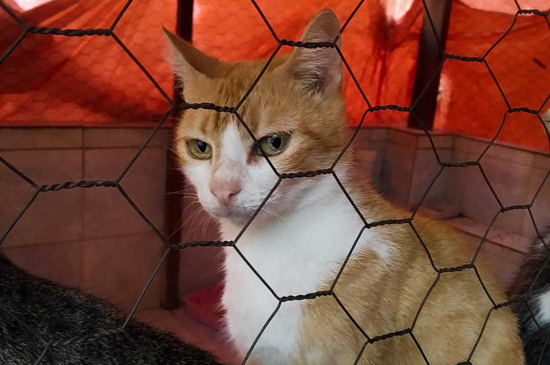 Hoje existem 43 gatos e sete cães para adoção/Foto: Divulgação/Arquivo Pessoal Hoje existem 43 gatos e sete cães para adoção/Foto: Divulgação/Arquivo Pessoal
