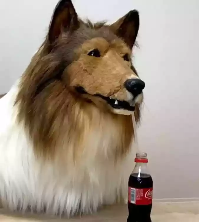 Japonês sai de casa vestido de cão da raça collie/Divulgação Japonês sai de casa vestido de cão da raça collie/Divulgação