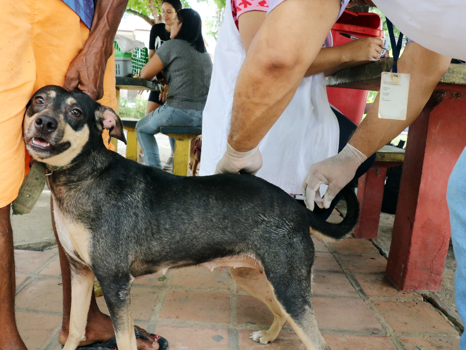 Cães devem ser vacinados contra a raiva/Foto: Prefeitura do Recife/Divulgação Cães devem ser vacinados contra a raiva/Foto: Prefeitura do Recife/Divulgação