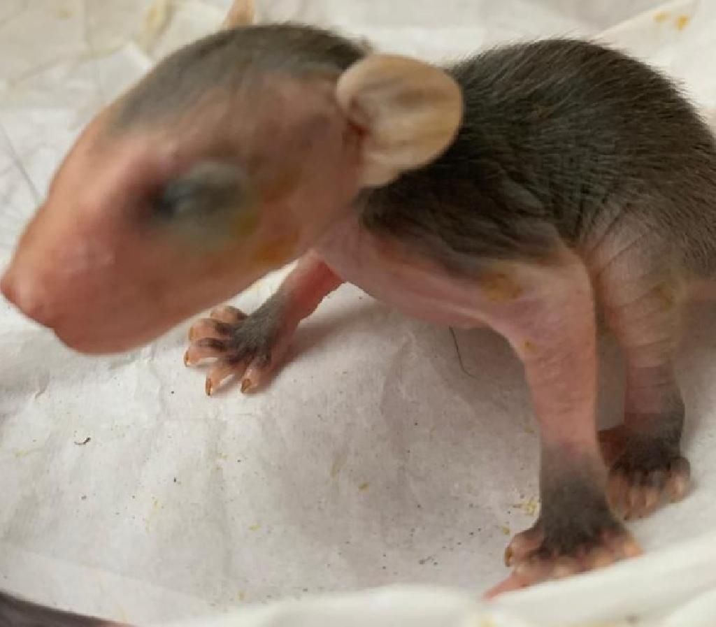 Timbu &eacute; um marsupial da fam&iacute;lia Didelphidae/foto: Reprodu&ccedil;&atilde;o