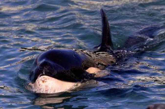 O animal foi encontrado em 2020 nas Ilhas Comandante, localizadas ao largo do Extremo Oriente russo no Mar de Bering, local longe de seu habitat natural/foto: MARTY MELVILLE O animal foi encontrado em 2020 nas Ilhas Comandante, localizadas ao largo do Extremo Oriente russo no Mar de Bering, local longe de seu habitat natural/foto: MARTY MELVILLE