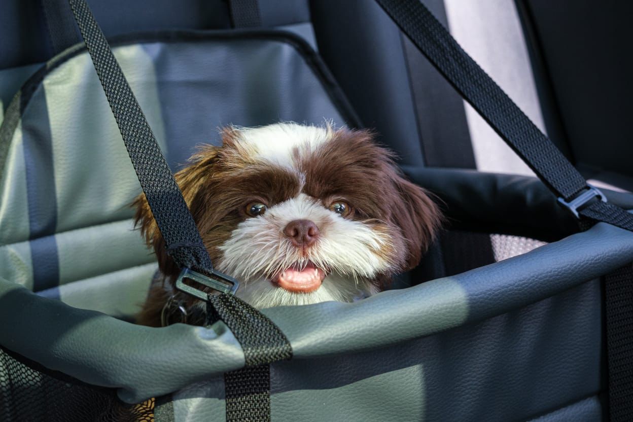 Cães devem ser transportados com segurança/Foto: Divulgação Cães devem ser transportados com segurança/Foto: Divulgação