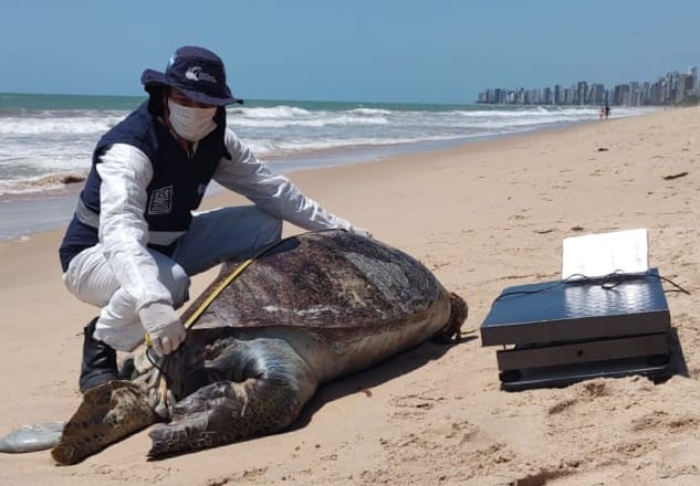 A incidência de tartarugas marinhas no litoral da Região Metropolitana do Recife tende a aumentar neste período do ano/Foto: Divulgação