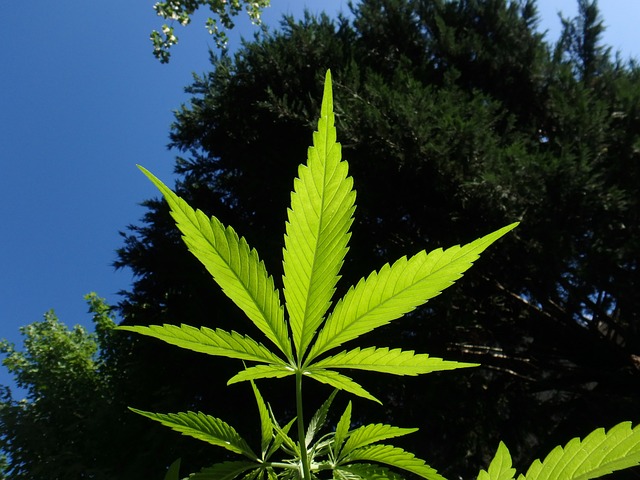 Atualmente, o Brasil conta com pouco mais de 80 empresas dedicadas exclusivamente ao mercado da maconha, a maioria de pequeno porte/Pixabay
