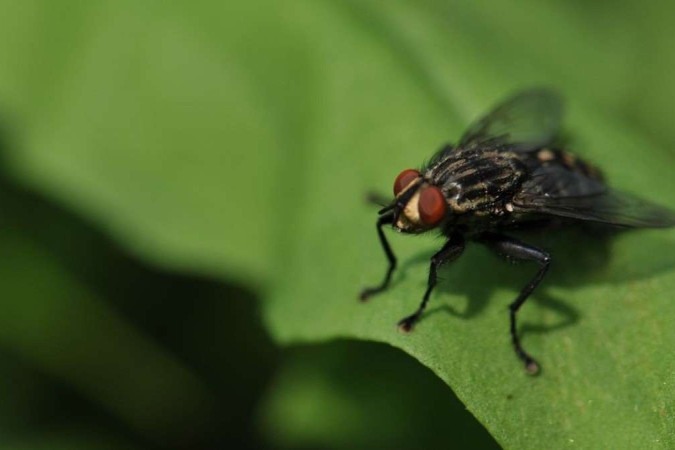 Saliva de mosca ajuda a produzir energia sustentável