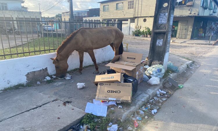 Cavalos caminham pelo bairro espalhando lixo oferecendo riscos a pedestres e motoristas/Foto: Aimé Kyrillos Cavalos caminham pelo bairro espalhando lixo oferecendo riscos a pedestres e motoristas/Foto: Aimé Kyrillos