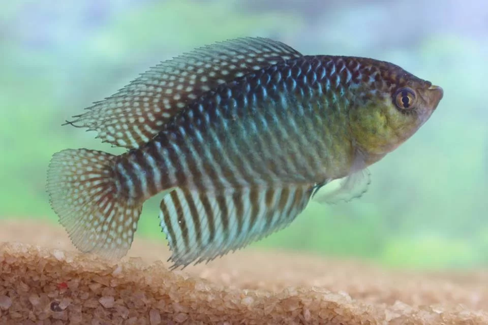 A nova espécie, do grupo conhecido como peixes das nuvens, foi encontrada por cientistas das universidades federais da Paraíba/Foto: Divulgação A nova espécie, do grupo conhecido como peixes das nuvens, foi encontrada por cientistas das universidades federais da Paraíba/Foto: Divulgação