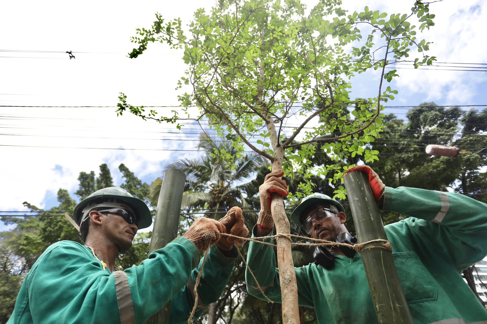 Árvores estão sendo plantadas em Boa Viagem/Foto: Hélia Scheppa/Prefeitura do Recife/Divulgação Árvores estão sendo plantadas em Boa Viagem/Foto: Hélia Scheppa/Prefeitura do Recife/Divulgação