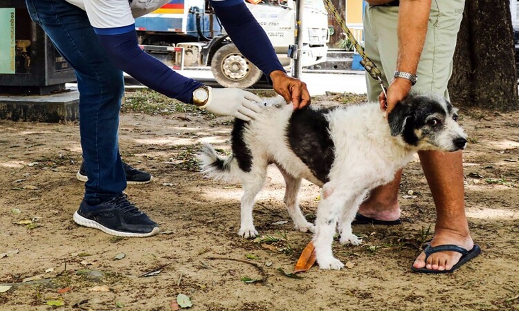 Cães e gatos devem ser vacinados contra a raiva no Dia D/Foto: Arquivo/DP Cães e gatos devem ser vacinados contra a raiva no Dia D/Foto: Arquivo/DP