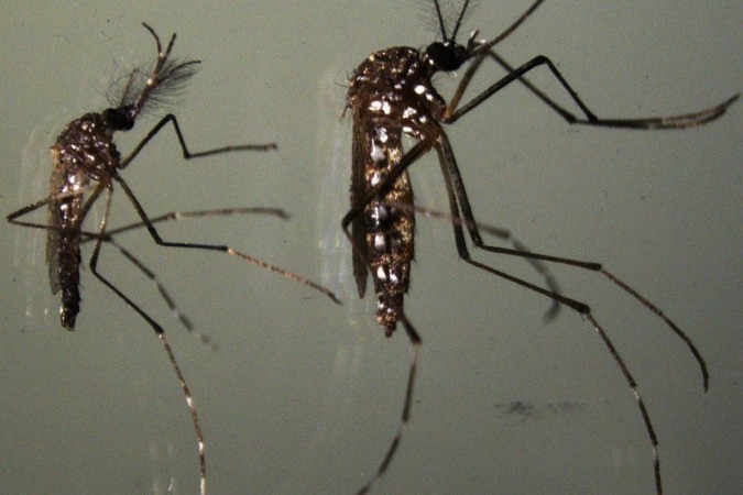 Inseto transmissor de doenças como dengue e zika: tática de resistência preserva o material genético