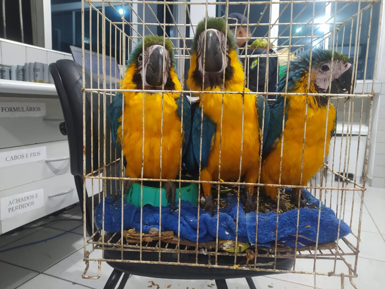 As aves foram encaminhadas à Agência Estadual do Meio Ambiente/Foto: Divulgação/PRF