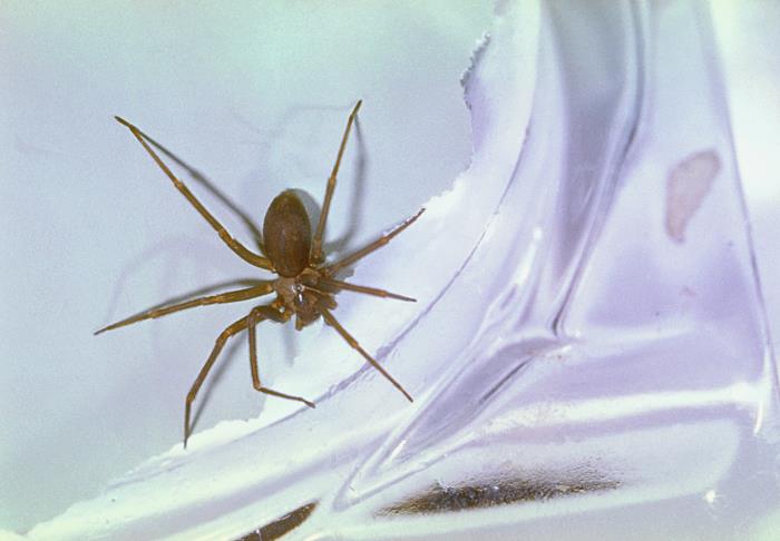 Loxosceles: Conhecidas como aranha-marrom ou aranha-violino./