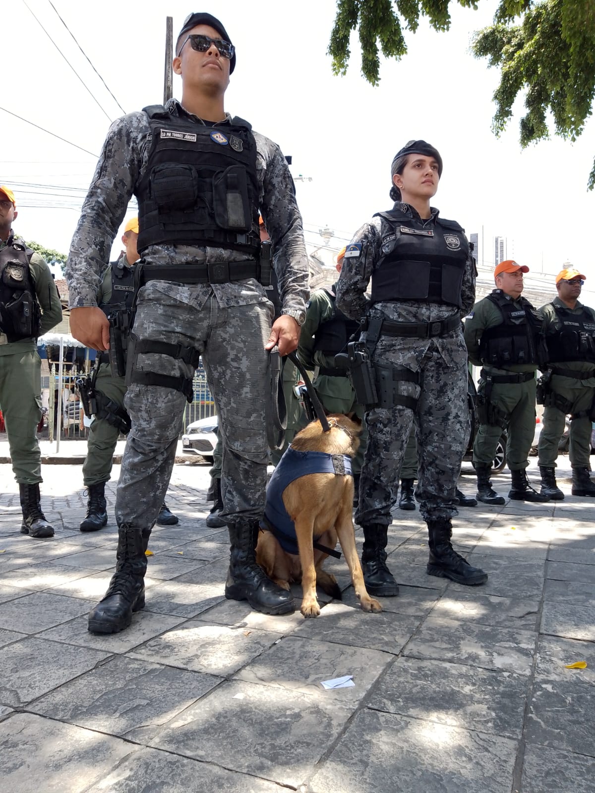 PMs com cães vão reforçar o trabalho ostensivo no Centro do Recife