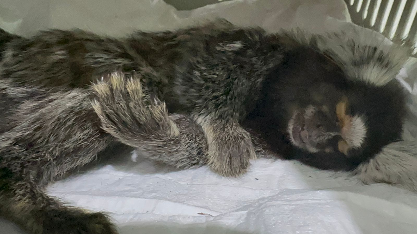Sagui foi atendido por veterinária/Foto: Reprodução