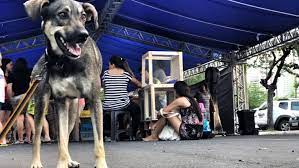 Cães poderão ser adotados com mais facilidade/Foto/Prefeitura do Recife/Divulgação