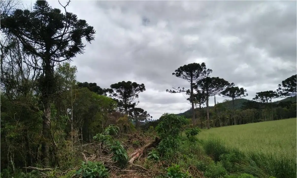 Apesar da mudança de tendência deste ano o desmatamento na Mata Atlântica é muito ruim/Crédito: MPRS/Divulgação Apesar da mudança de tendência deste ano o desmatamento na Mata Atlântica é muito ruim/Crédito: MPRS/Divulgação