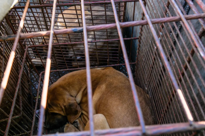 Na Coreia do Sul, cães são mantidos em cativeiro para que sejam abatidos e tenham suas carnes comercializadas/Foto: ANTHONY WALLACE / AFP Na Coreia do Sul, cães são mantidos em cativeiro para que sejam abatidos e tenham suas carnes comercializadas/Foto: ANTHONY WALLACE / AFP