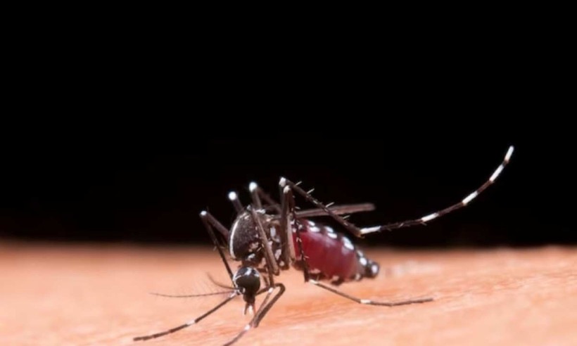 O mosquito Aedes aegypti é o transmissor dessas doenças, que se desenvolvem com facilidade em ambientes tropicais e subtropicais./Foto: Jcomp/ Freepik