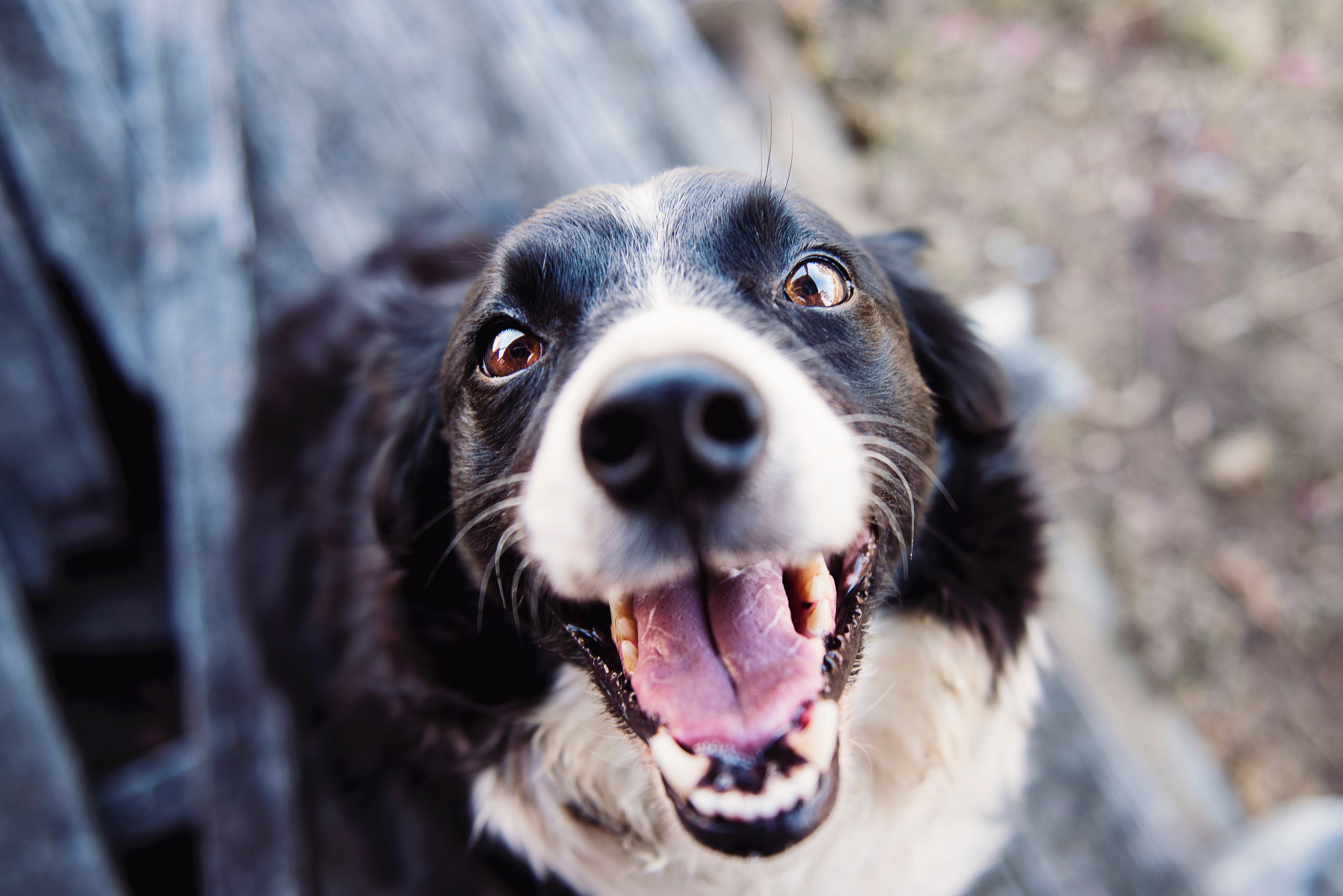 Ter um cachorro reduz o risco de demência em 40%, segundo pesquisa/Kat Smith/Pexels Ter um cachorro reduz o risco de demência em 40%, segundo pesquisa/Kat Smith/Pexels