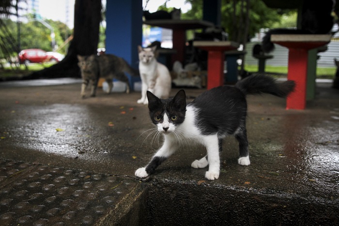 Gatinhos que ficavam na Beira Rio, no Recife, sofreram maus-tratos/Foto: Arquivo/DP