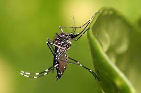 Aedes aegypti transmite arboviroses/Foto: Arquivo/DP Aedes aegypti transmite arboviroses/Foto: Arquivo/DP