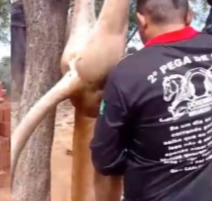Homem pendurou onça morta em árvore/Foto: Redes Sociais Homem pendurou onça morta em árvore/Foto: Redes Sociais