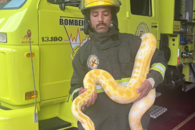 Bombeiro voluntário segura cobra capturada no portão de uma casa em Santa Catarina/foto: Corpo de Bombeiros Voluntários de Indaial Bombeiro voluntário segura cobra capturada no portão de uma casa em Santa Catarina/foto: Corpo de Bombeiros Voluntários de Indaial