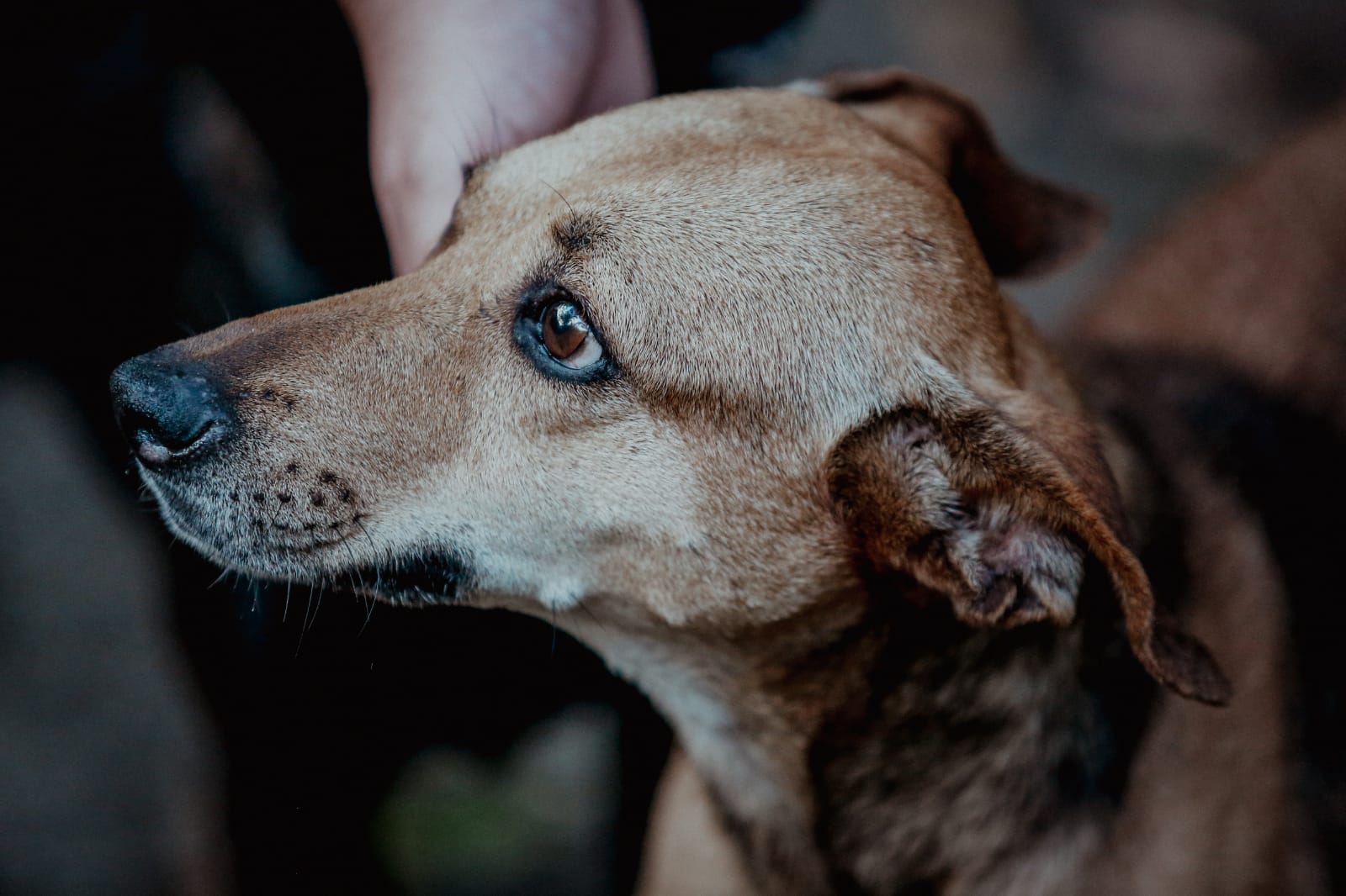 Atualmente, 231 pets, sendo 202 cães e 29 gatos, são amparados pela iniciativa/Foto: Divulgação